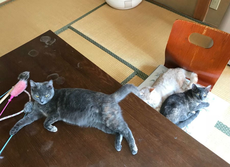 旅館でくつろぐ猫たち（まいきゃっとのブログより）