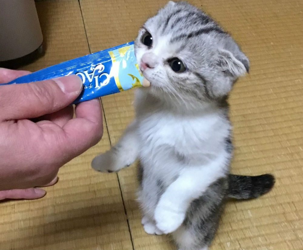湯河原店の猫「カイ」君(まいきゃっとのホームページより)