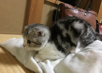 旅館の布団の上で遊ぶ猫（まいきゃっとのブログより）