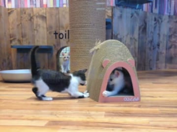 「neco. LIFE HOUSE」では、店外からも猫の様子を見ることができる（イオンペット提供）