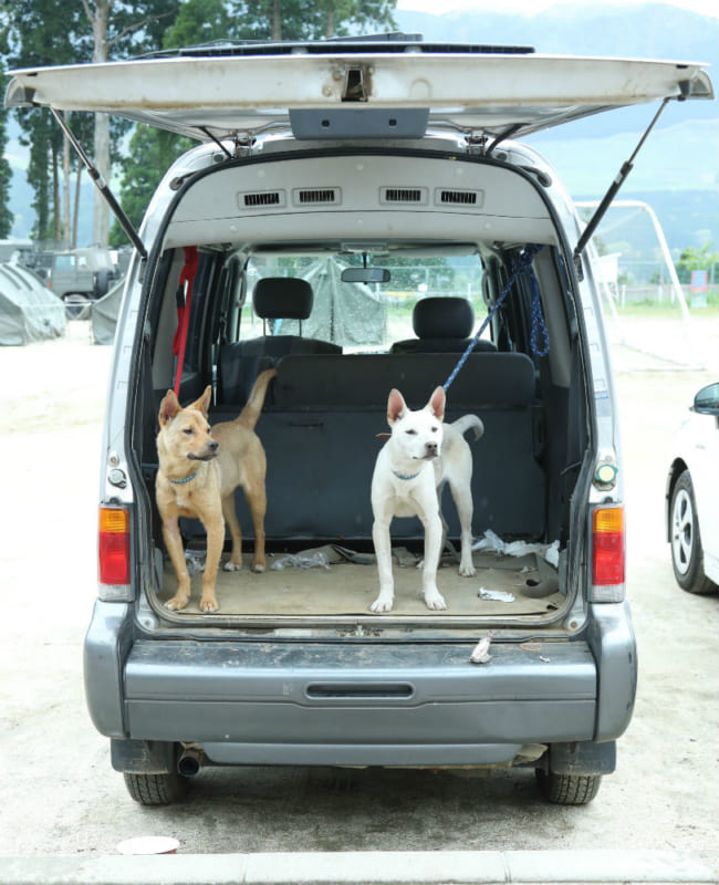 熊本地震後、避難所の駐車場で過ごす犬たち（2016年4月、時事）