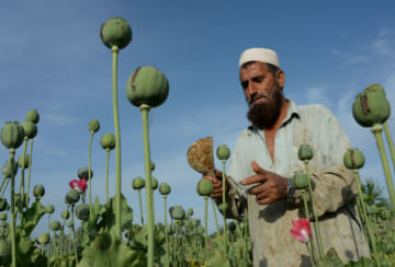 ケシ畑でアヘンを採取するアフガニスタンの男性（2016年4月、AFP＝時事）