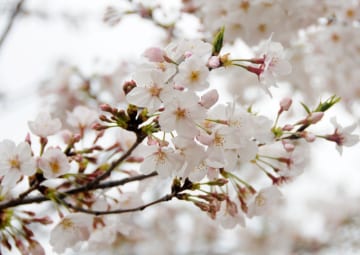 桜の「開花」基準は？