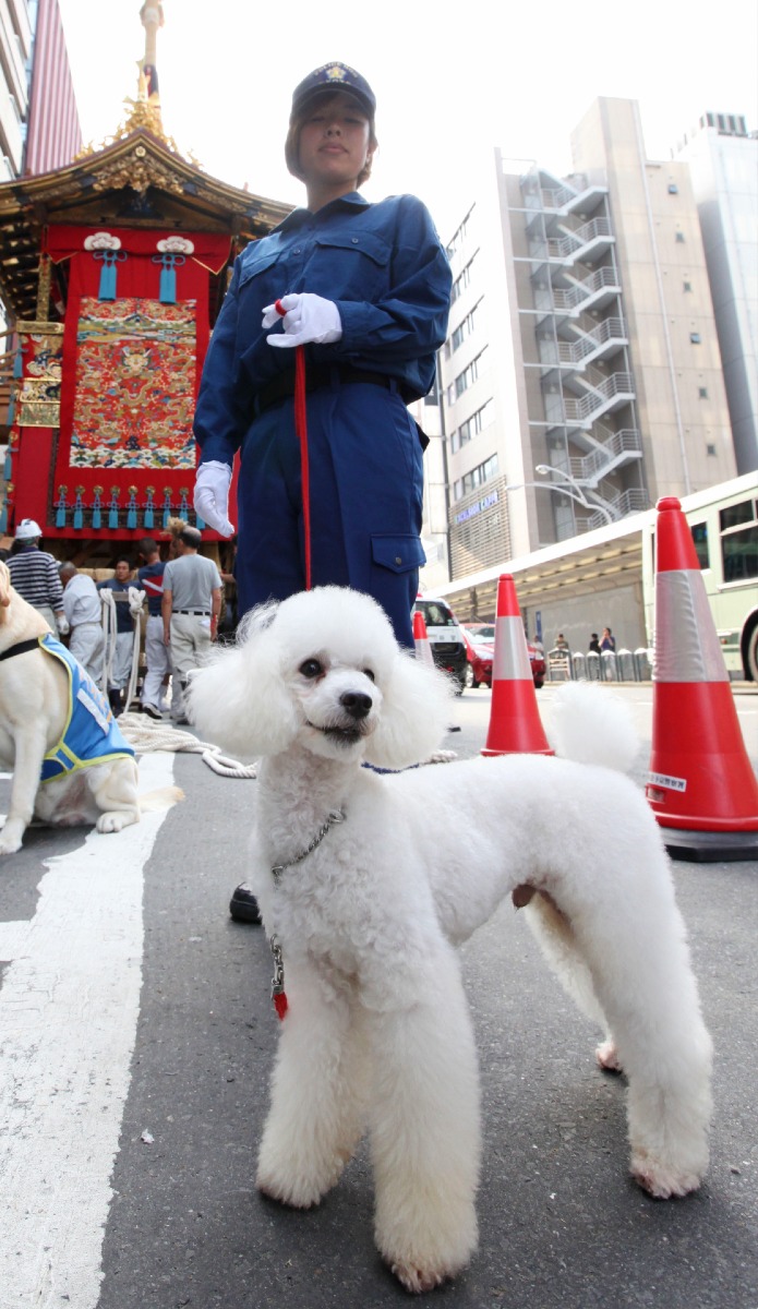 京都・祇園祭の警備に出動した、爆発物探知犬のトイプードル(2013年7月、時事)