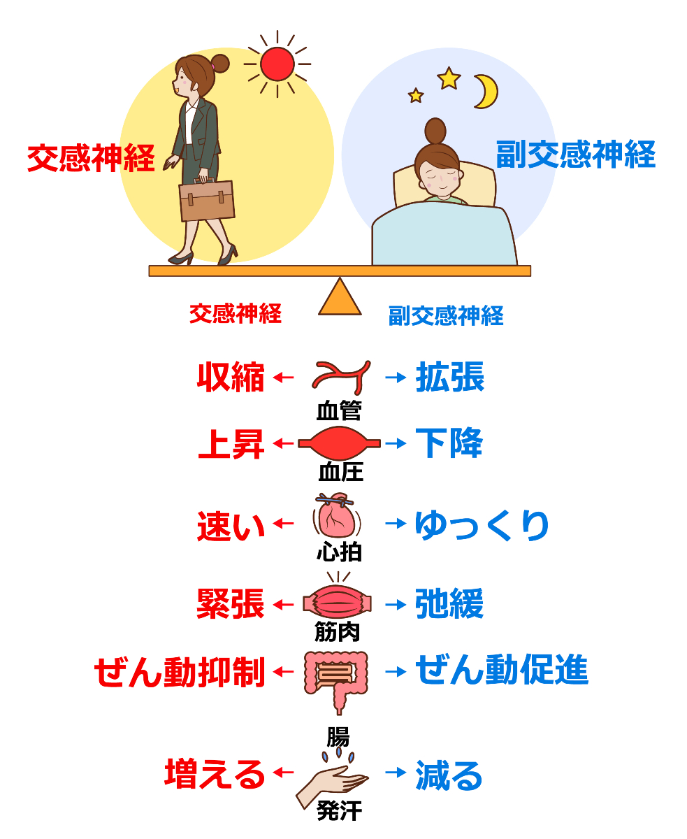 交感神経と副交感神経の働き