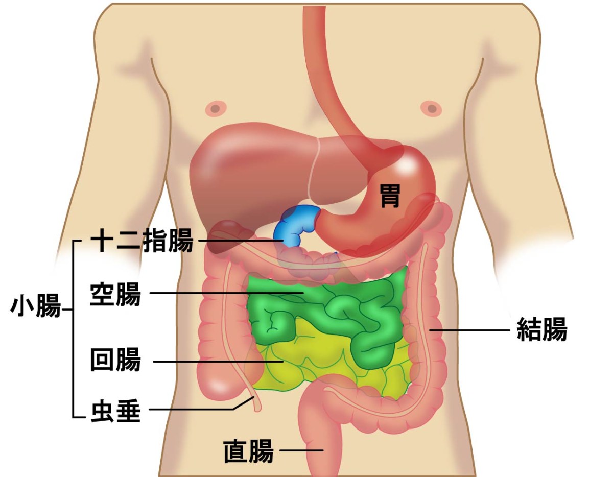 人間の胃腸の仕組み。胃酸や消化酵素によって分解された食べ物は、約3~5時間かけて十二指腸に運ばれ、十二指腸を含む小腸でブドウ糖やアミノ酸に分解される