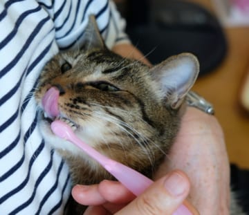猫も虫歯や歯周病になる？