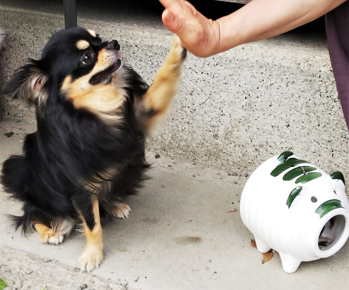 恐ろしい病気になることも 犬の 蚊 対策を獣医師に聞く オトナンサー