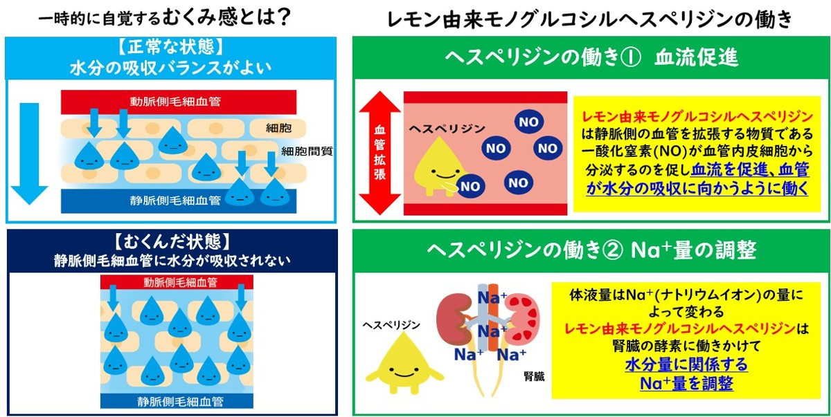 「一時的に自覚するむくみ感」「モノグルコシルヘスペリジンの働き」の解説図(ポッカサッポロフード&ビバレッジ提供)