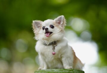 犬の名前「女の子部門」1位は？