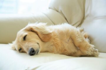ずっと寝ている犬…問題はないの？