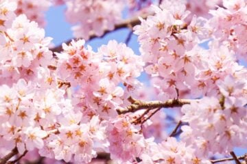 “絶景”桜スポットといえば？