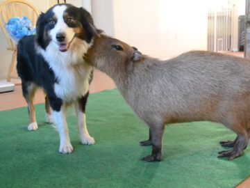 出典：Dog and Capybara