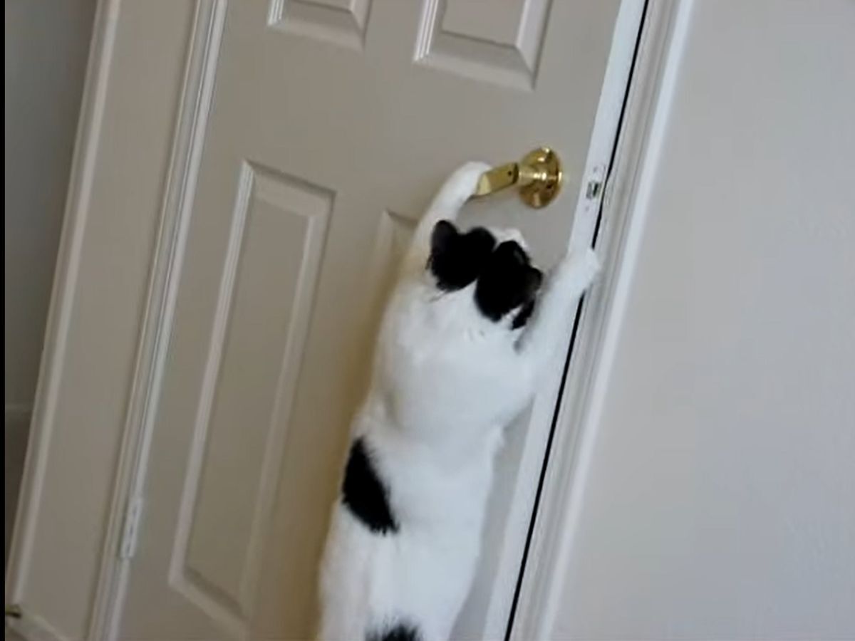 ドアの向こうに行きたい…！
