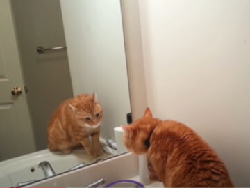鏡に映る自分の姿を見つめる猫
