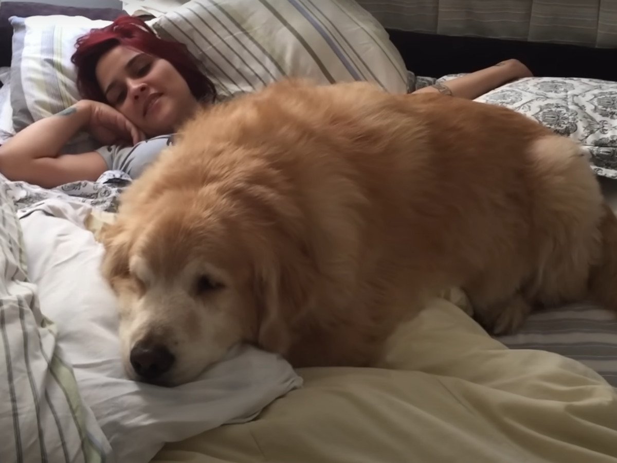 飼い主を枕代わりにする大型犬