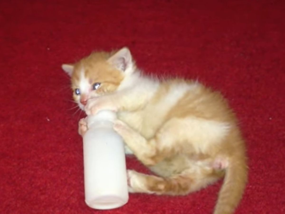 哺乳瓶と格闘する猫