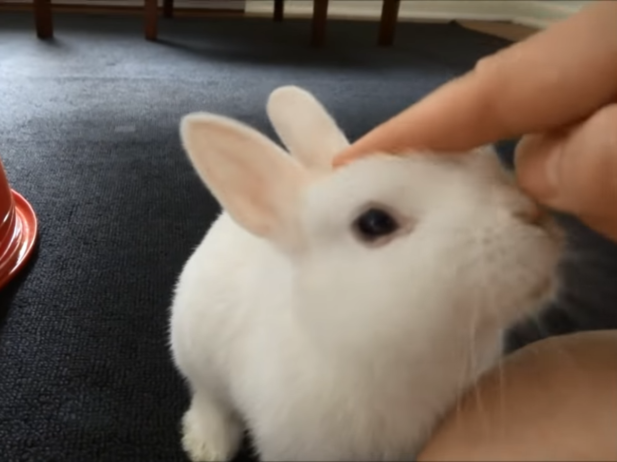 「How to train a bunny」のワンシーン（出典：Veronika）