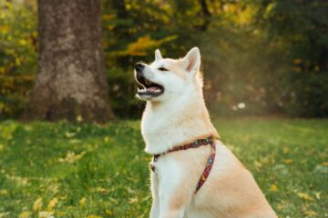 狂犬病の予防注射、ちゃんと受けさせている？