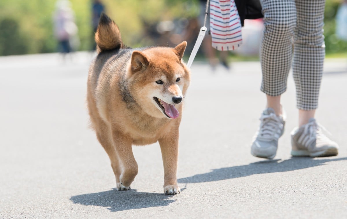 暑い時間帯に散歩させる飼い主も…（画像はイメージ）