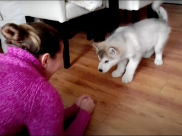 飼い主とおしゃべりしてるみたい!
