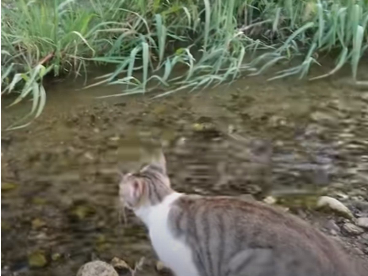 子猫は川を渡れるのか…！