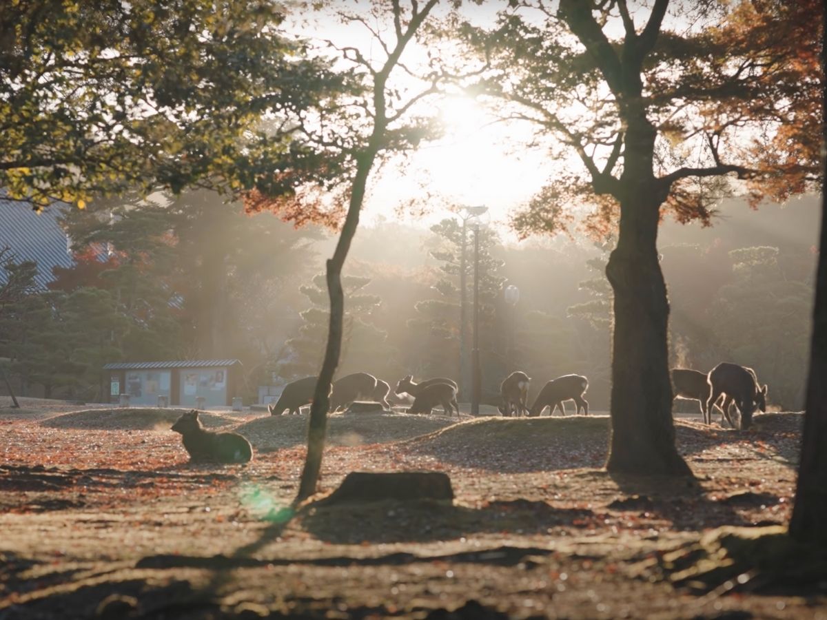 奈良公園の美しい風景に感動…！