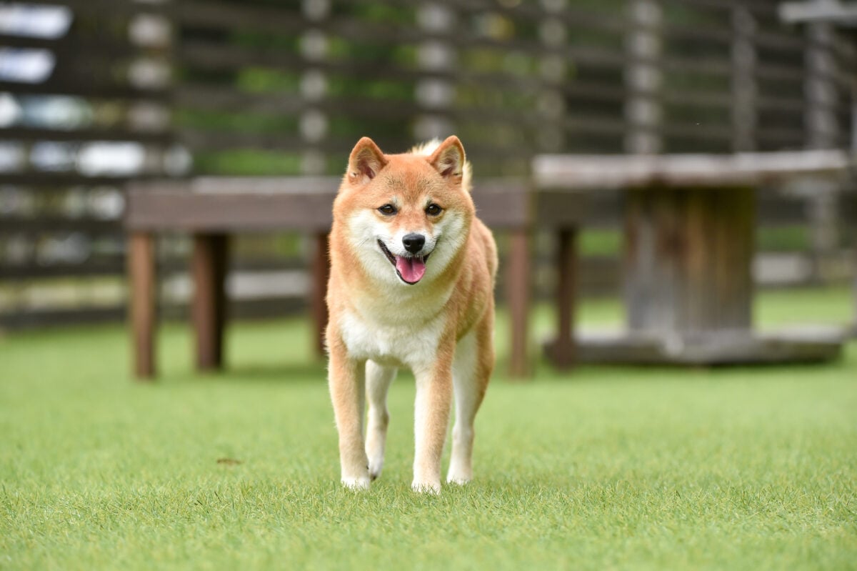 オス犬とメス犬とで飼いやすさに違いはある？