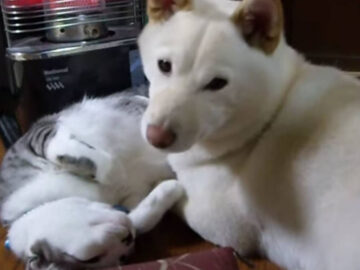 この後、猫を「枕」にしちゃいます