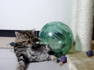 楽しく遊んでいたら、まさかの展開に…