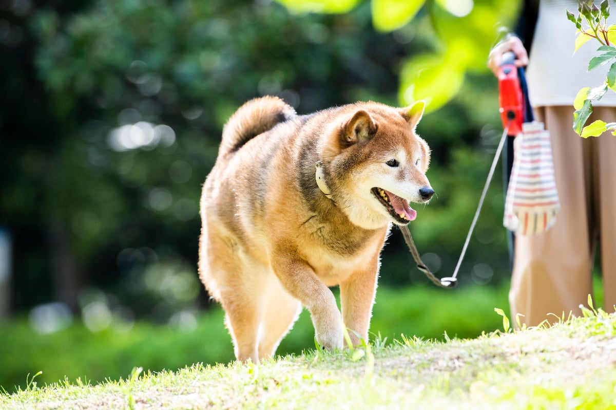 犬も花粉症に要注意