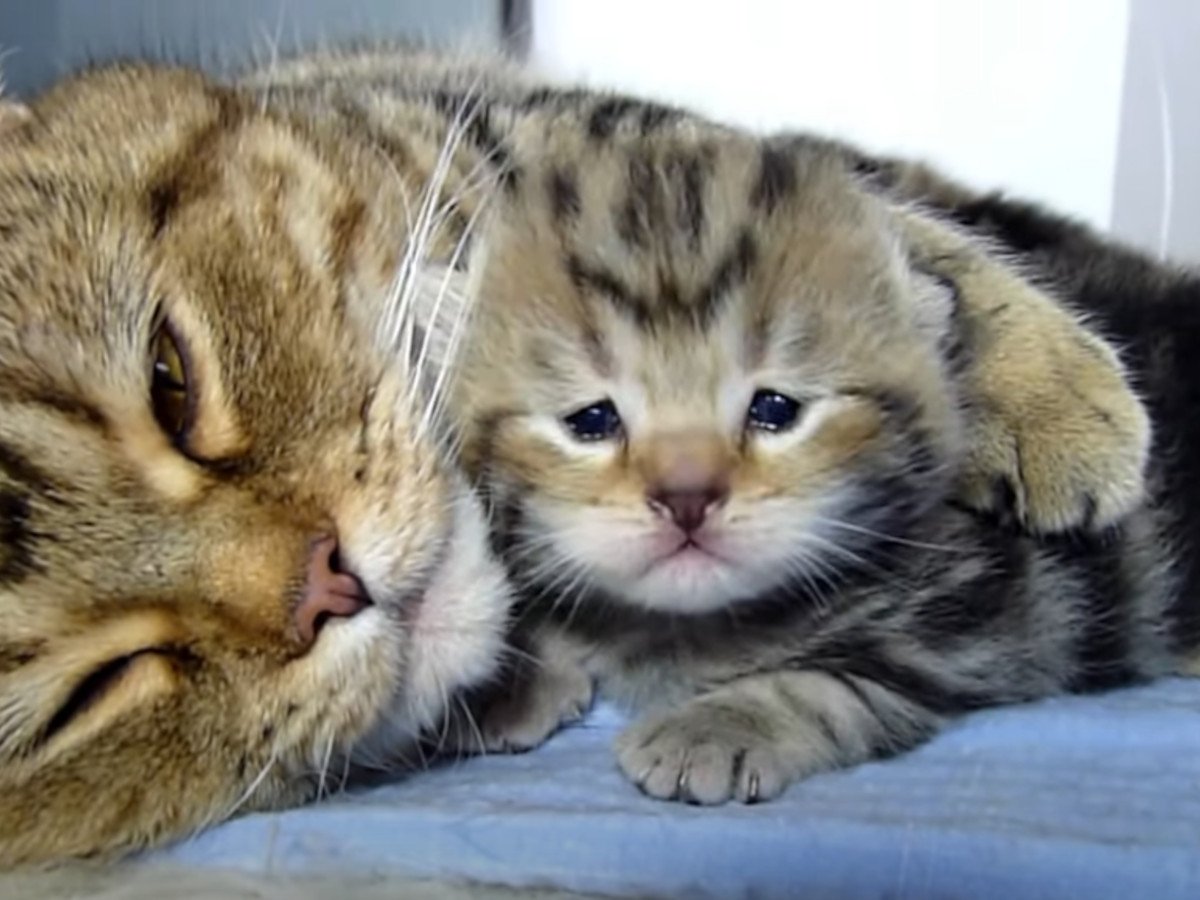 甘える赤ちゃん猫がかわいい！