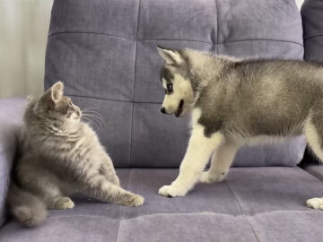 こんなに警戒してたけど…