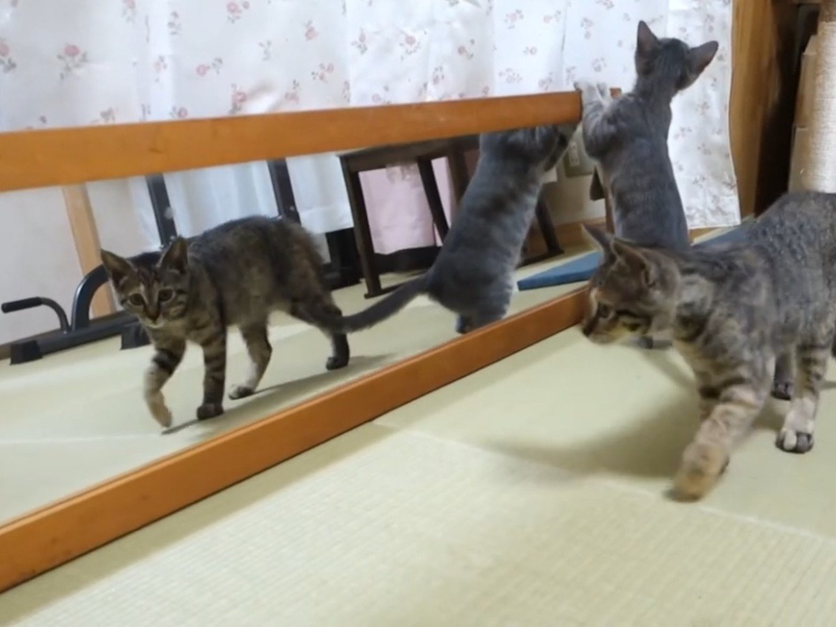 子猫たちvs鏡！