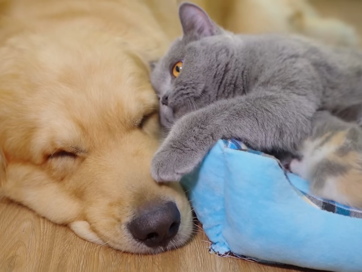 猫の家族とレトリバーの絆に感動…