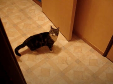 飼い主さんに訴えている理由は…?