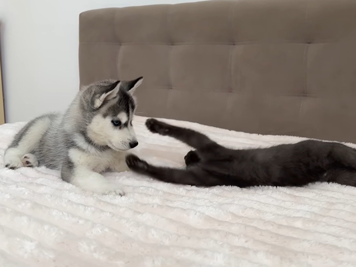 2匹は仲良くなれるのか…？