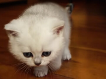 攻防戦の行方は……