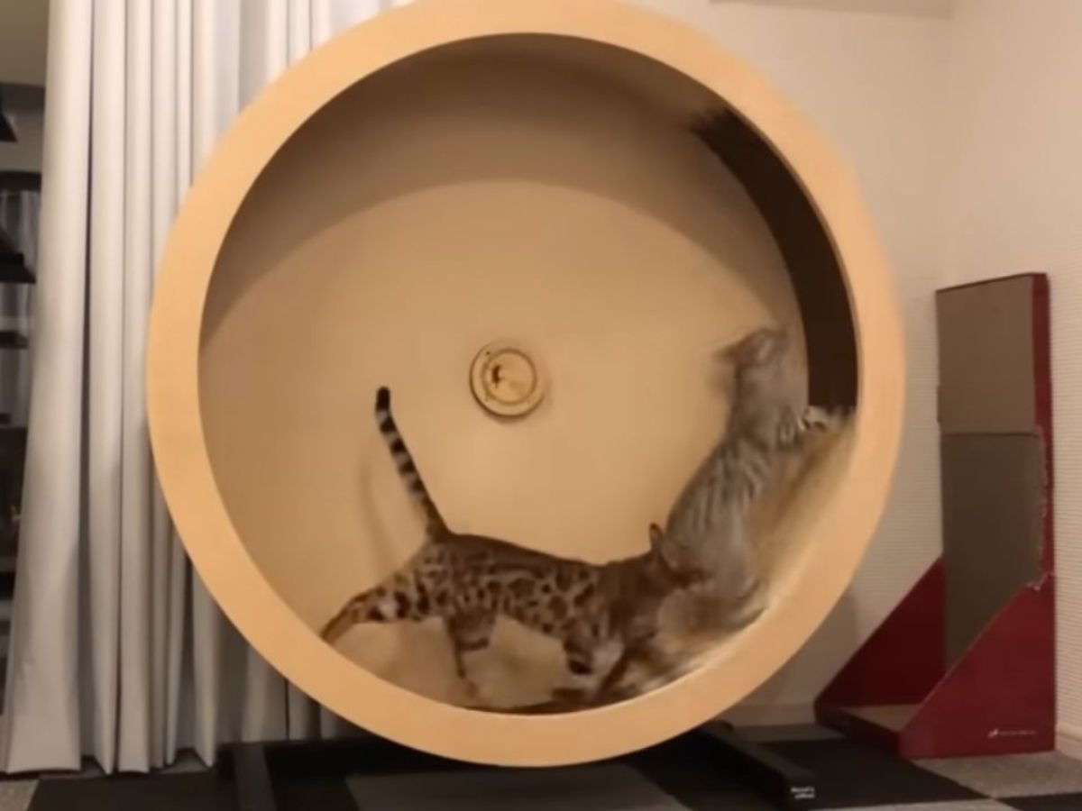 楽しそうに走っていたら…まさかの！？