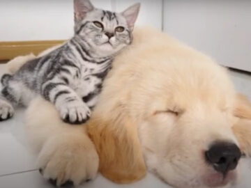 まるでふわふわの枕みたい？