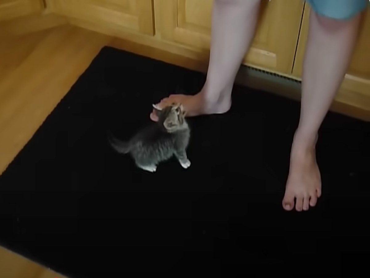 飼い主さんに必死の訴え！