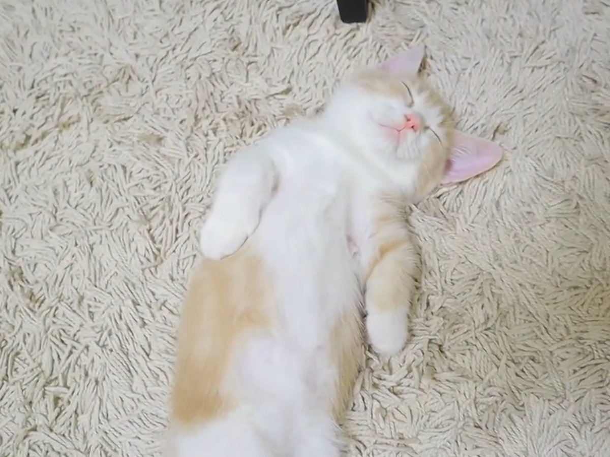 気持ちよさそうな寝顔…