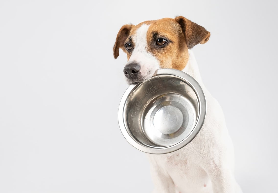犬に「絶対食べさせてはいけない」食べ物とは…
