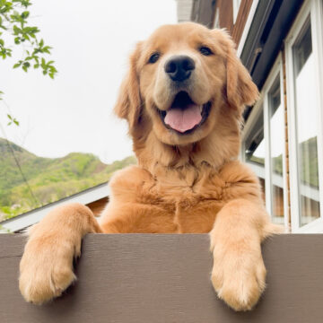 会いに行ける「看板犬」1位は？