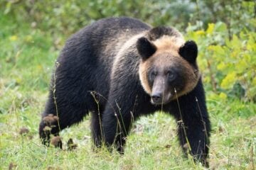 警察官はどうして「クマ」を撃たない？