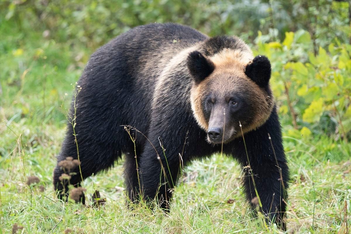 警察官はどうして「クマ」を撃たない？