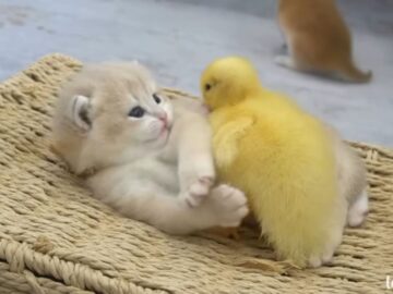 もふもふがいっぱい！