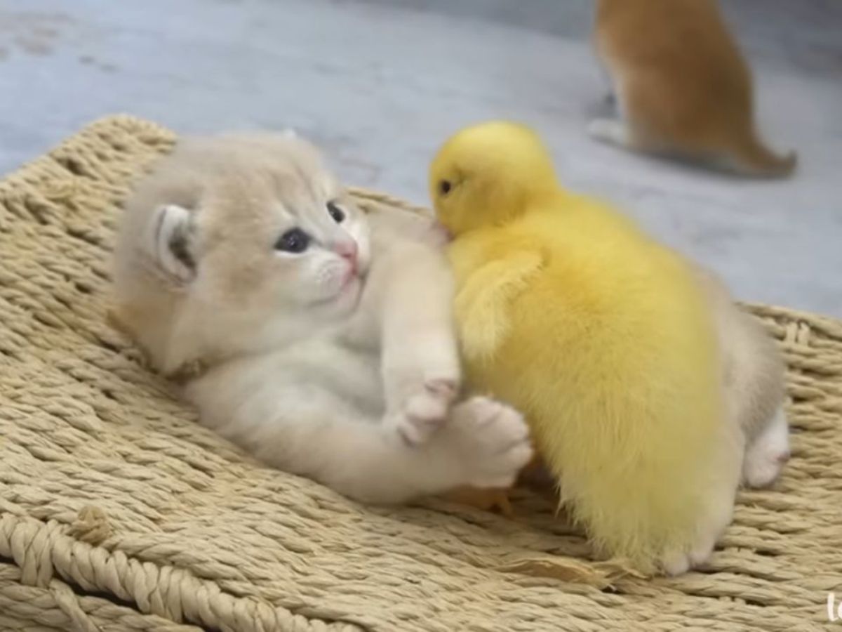 もふもふがいっぱい！