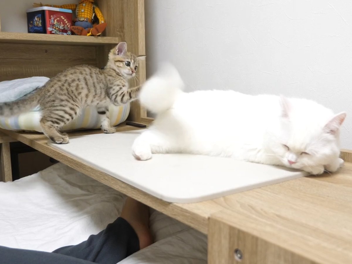 しっぽを猫じゃらしのように…