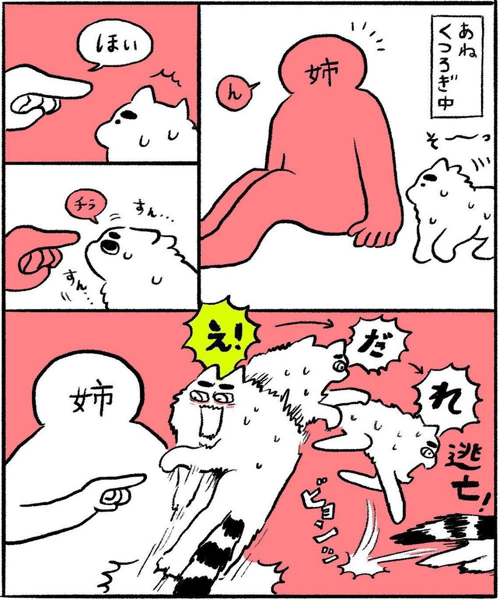 漫画「姉とマルンゴのひと夏の思い出まとめ」のカット（ヤマネコの飼い主さん提供）